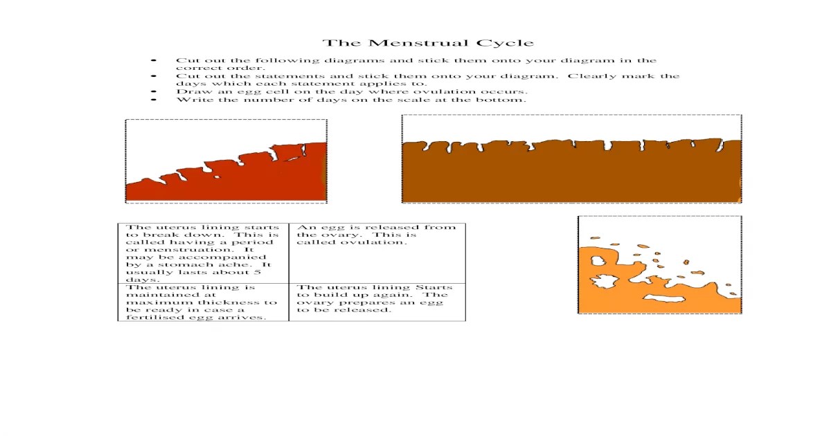 Menstrual cycle graphing lab 12 answer key