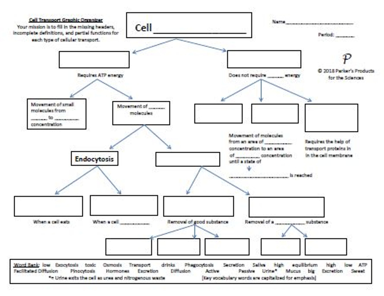 Cell transport graphic organizer answers