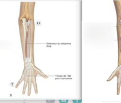 Origin and insertion of muscles games