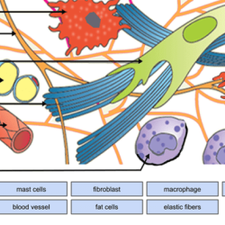 Tissues of the body worksheet