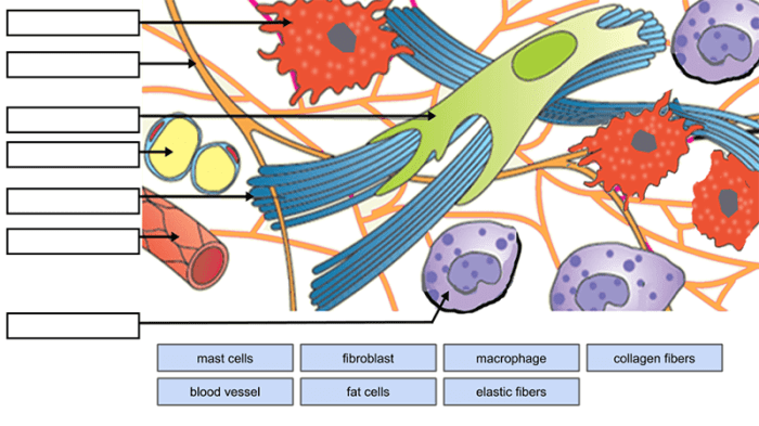 Tissues of the body worksheet