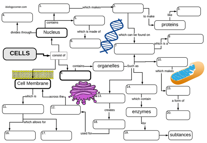 Graphic organizer transport cell teacherspayteachers membrane