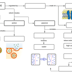 Cell transport graphic organizer answers