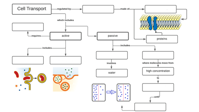 Cell transport graphic organizer answers