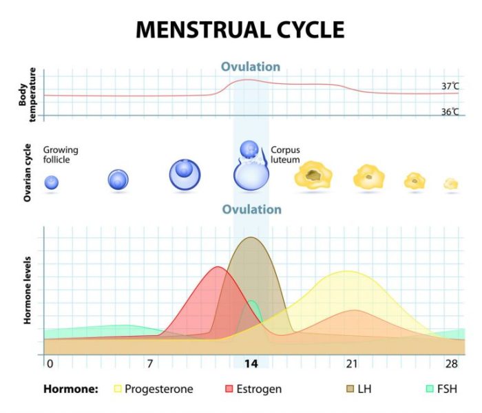 Menstrual cycle graphing lab 12 answer key