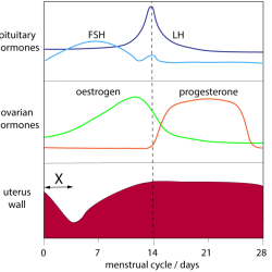 Menstrual cycle graphing lab 12 answer key