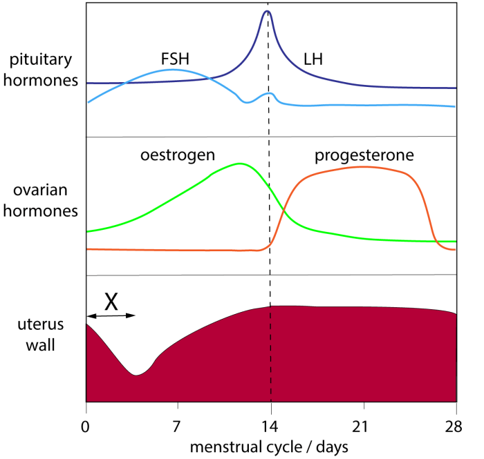 Menstrual cycle graphing lab 12 answer key