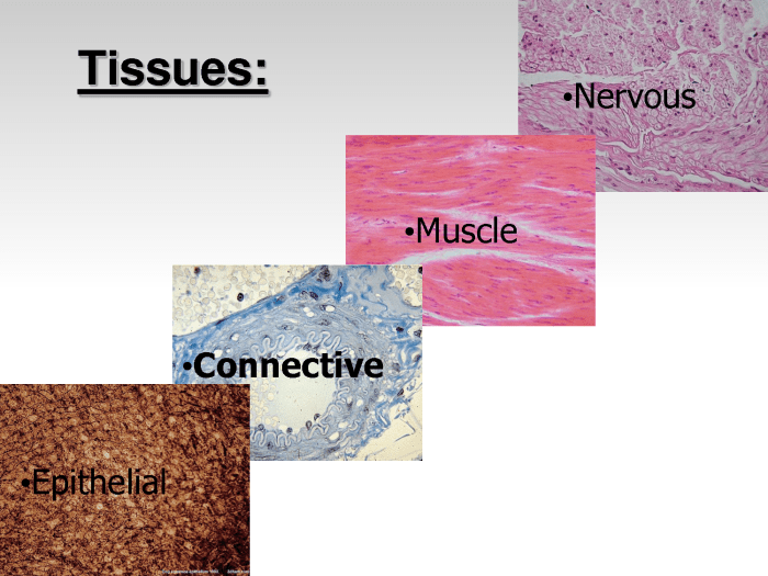 Tissues of the body worksheet