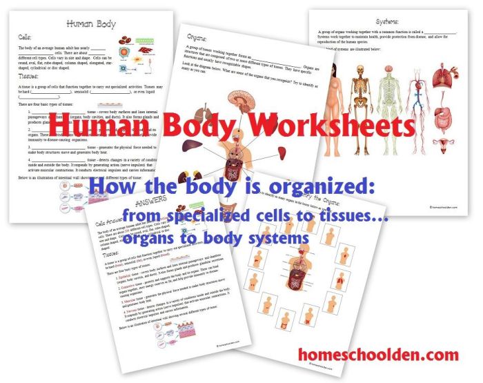 Tissues of the body worksheet