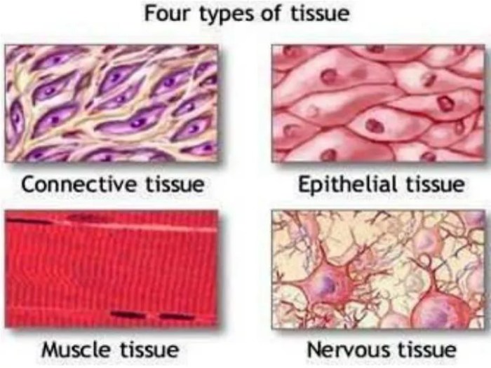 Tissues of the body worksheet