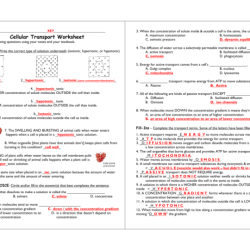 Passive endocytosis pinocytosis diffusion each osmosis