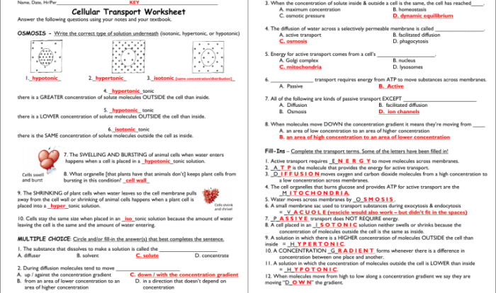 Passive endocytosis pinocytosis diffusion each osmosis