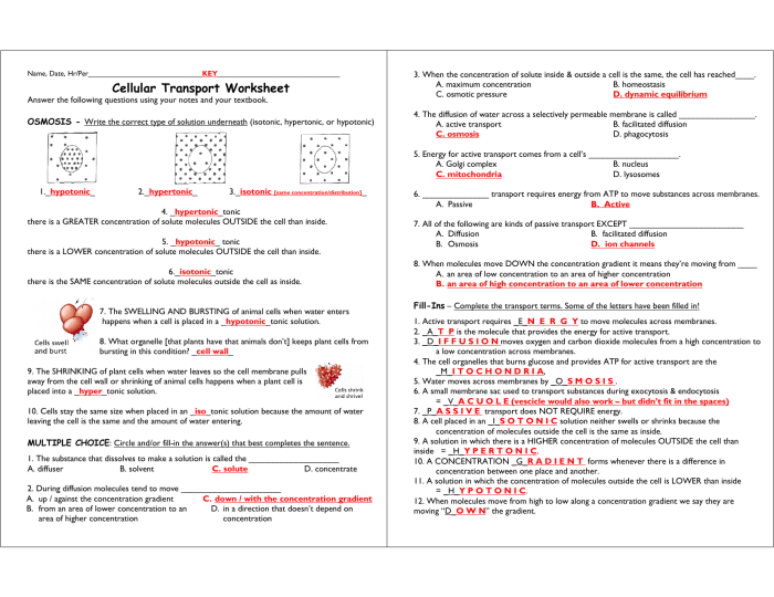 Cell transport reading and questions answer key