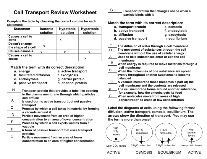 Cell transport reading and questions answer key