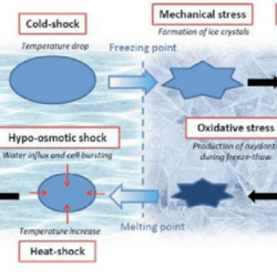 The primary cause of spalling in concrete is