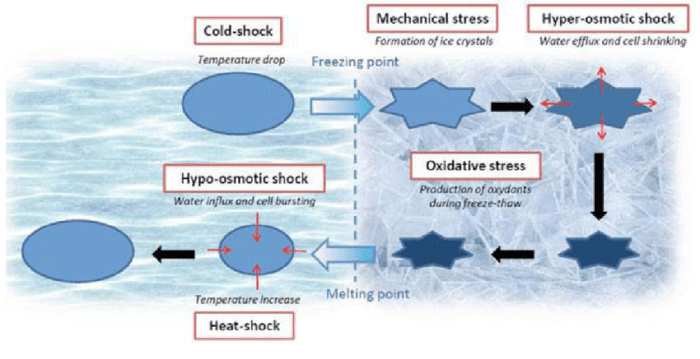 The primary cause of spalling in concrete is