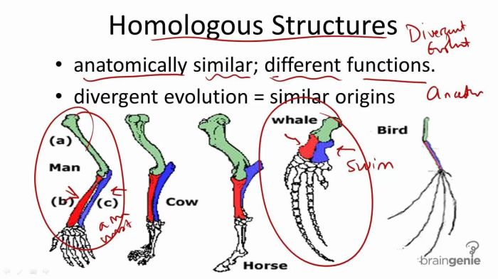 Homologous and analogous structures worksheet