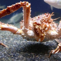 Alaskan king crab is one of the most prized shellfish