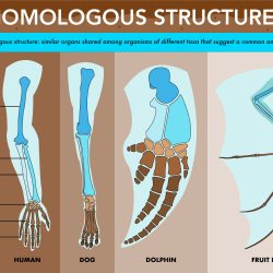 Homologous analogous structures vs differences