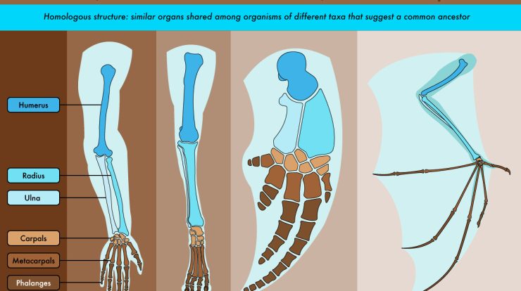 Homologous analogous structures vs differences