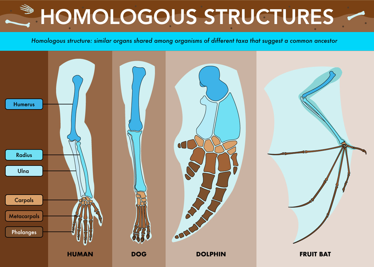 Homologous analogous structures vs differences