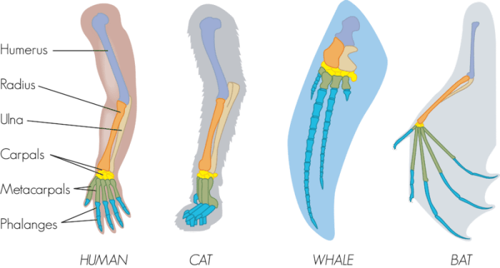 Homologous and analogous structures worksheet